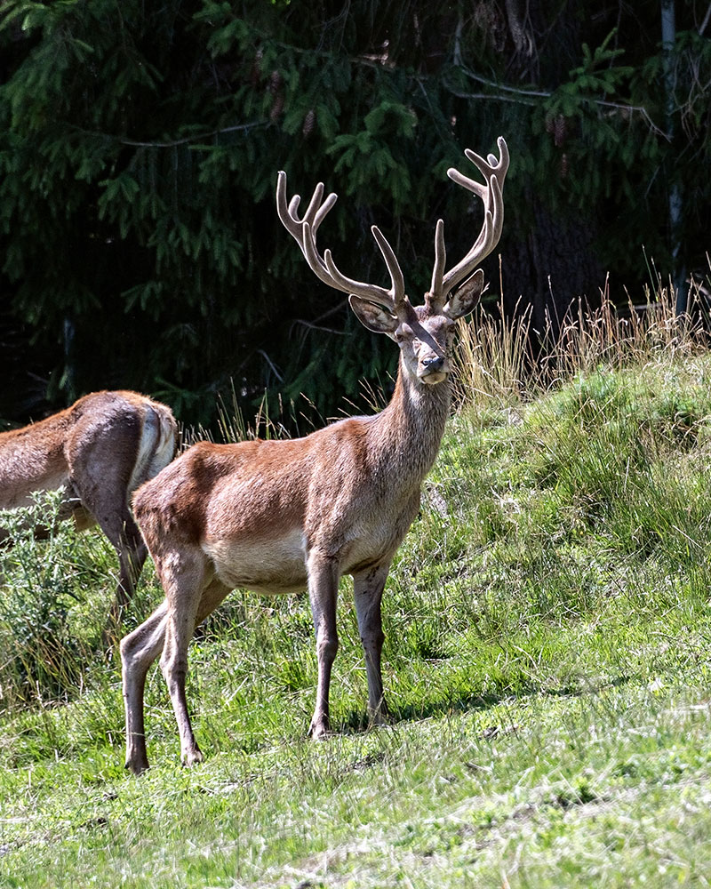 hirschgehege